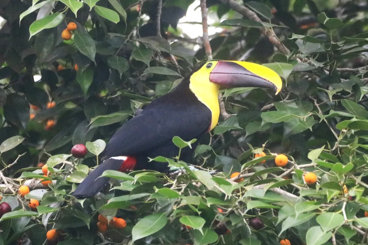 Rainforest Wildlife Sightings Along Guided 4x4 & Nature Corridors